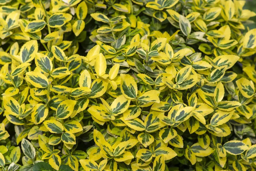 Fortune's Spindle 'Emerald 'n Gold' - Euonymus fortunei 'Emerald`n Gold'